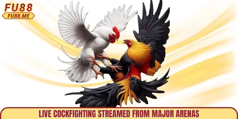 Live cockfighting streamed from major arenas