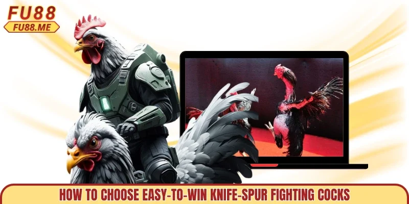 How to choose easy-to-win knife-spur fighting cocks