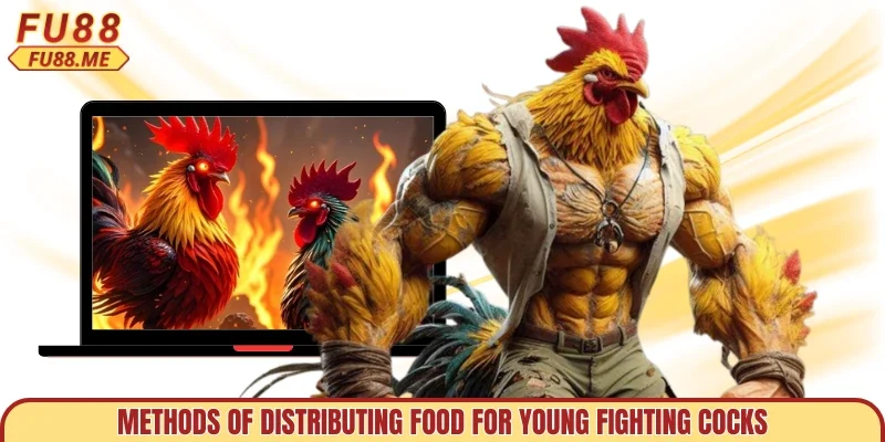 Methods of distributing food for young fighting cocks